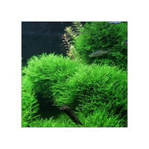 Tr Taiwan Moss Cup Canlı Bitki