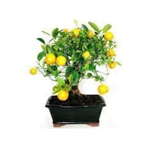 5 Adet Tohum Bodur Bonsai Limon Ağacı Tohumu Italyan Limon Seti Saksı Toprak Sürpriz Hediye Tohum..