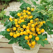 20 Adet Yellow Micro Dwarf Domates Tohumu