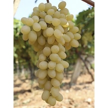 Rüzgarbotanik Sultaniye Üzüm 40Cm 60Cm