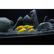 Kanki Pet Akvaryum Kumu 1 KG Bazalt 1-2 MM