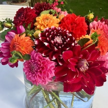 Büyük Çiçekli Mixed Dahlia Karışık Yıldız Çiçeği Yumrusu 5 Adet