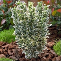 Taflan Fidanı 30-50 Cm Gümüş Renkli