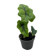 Alocasia Jacklyn Fil Kulağı