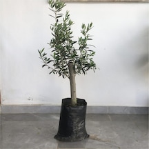 Zeytin Fidanı Gemlik