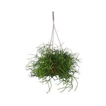 Rhipsalis Cereuscula | Askılı Saksıda