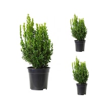 Videolu Bol Yapraklı 3 Adet Şimşir Fidanı Saksılı 30-50cm Boxwood Sapling