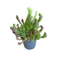 Sarracenia Psittacina Sinek Kapan Etobur Bitki