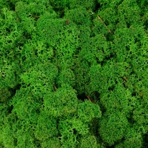 Reindeer Moss Medium Şoklanmış Norveç Yosunu 30gr