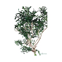 Yapay Çiçek Sitesi Fiber Saksıda Bonsai Gövdeli Premium Yapay Zeytin Ağacı 180 Cm Yeşil