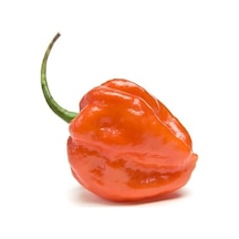 Acı Habanero Biber Tohumu Ekim Seti 5 Tohum + Saksı + Toprak