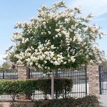 Beyaz Oya Çiçeği Fidanı 40-60 Cm