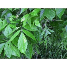 Ash Tree Sapling Dişbudak Fidanı 30-70 Cm