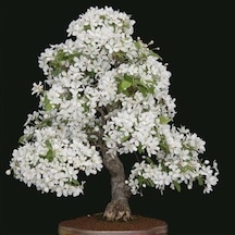 Beyaz Zakkum Bonzai Ağacı Tohumu 5 Tohum + Bonsai Tohumu