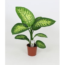 Serada Decor Plant Difenbahya Tropik Salon Bitkisi Tropic Snow 50 - 70 Cm