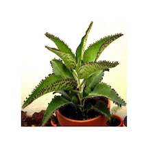 Aşkın Gözyaşı Çiçeği Kalanchoe Daigremontiana 15 Cm 5 Adet