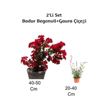 Kırmızı Bodur Begonvil+ Gaura Çiçeği 2'li Set Dış Mekan Bitkisi Begonvillia