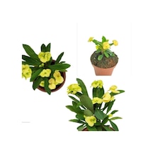 Sarı Dikenler Tacı Japon Iğnesi Dikenler Tacı Euphorbia Milii 10-20 Cm