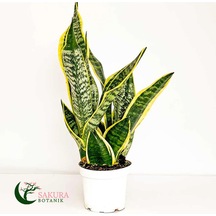 Paşa Kılıcı Sansevaria Peygamber Kılıç Çiçeği 45-55 Cm Diğer
