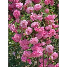 Sarmaşık Gül Pembe Renkli Kokulu 60 80 Cm 3 Adet Aşılı Gül Pink Rose