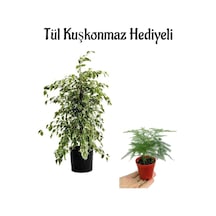Parlak Yapraklı Alacalı Benjamin Bitkisi Öğretmenler Gününe Özel Tül Kuşkonmaz