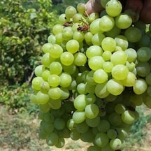 Tüplü Sauvignon Sugar Yellow Blanc Üzüm Fidanı