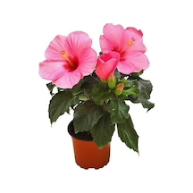 Çok Avantajlı Pembe Japon Gülü Çiçeği Fidanı 40 45 Cm 1 Adet Saksılı Camellia Japonica