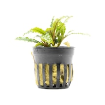 Bucephalandra Velvet Saksı Canlı Bitki Diğer