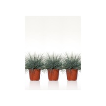 Videolu Mavi Osmanlı Çimi Fidanı 3 Adet Saksılı 20-40 Cm Bahçe Bitkisi Festuca Glauca