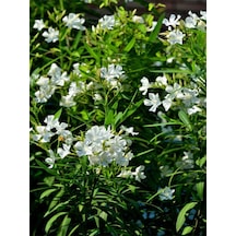 Videolu Zakkum Çiçegi Fidanı B Eyaz Çiçekli 70 100 Cm 1 Adet Dış Mekan Bitkisi Nerium Oleander
