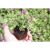 Pembe Bodur Begonvil+mor Salkım Ağacı Fidanı Mezem Çiçeği Bahçe Peyzaj Seti