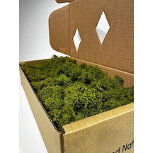 Reindermoss Şoklanmış Norveç Yosunu Terarium Yosunu Midium Green 500 Gr.