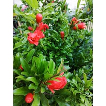 Videolu Bodur Süs Narı Çiçeği Fidanı 1 Adet Saksılı/ Tüplü 30-60cm Bahçe Bitkisi Dwarf Pomegranate