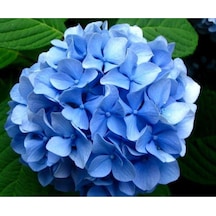 Ithal Mavi Çiçekli Ortanca Fidanı 30-55 Cm Tüplü Çiçekli Bodur Bitkiler Blue Hydrangea