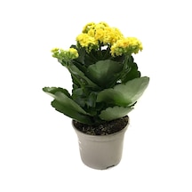 Kalanchoe Calandiva 'Yellow' (Kalanşo Çiçeği) Ø10,5 CM Y15-20 CM