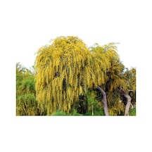 Kıbrıs Akasya Tohumu 5 Tohum + Bonsai Ağacı Tohumu