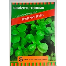 Semiz Otu Tohumu