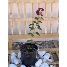 Fuşya Begonvil Bougainvillea