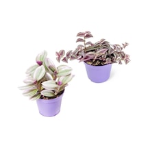 Videolu Tüylü Telgraf Çiçeği 5 15 Cm 2 Adet Saksılı Hediyelik Iç Mekan Bitkisi Tradescantia