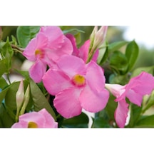 3 Adet Pembe Mandavilla Sarmaşığı Çiçeği Fidanı 60 Cm