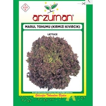 Arzuman Marul Tohumu