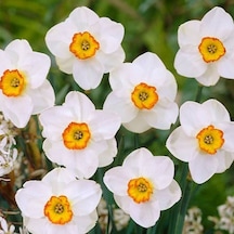 Özel Çeşit Beautiful Eyes Nergis Soğanı 3 Adet