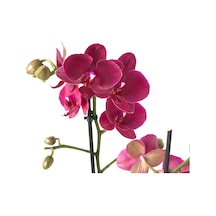 Phalaenopsis Montreux (Bordo Orkide) 12 CM 70-80 CM