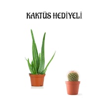 Parlak Dolgun Formlu Aleovera Bitkisi Sevgililer Gününe Özel Kaktüs Hediyeli