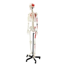 Gerçek Boyutlarında Kasları Gösteren İnsan İskeleti Modeli, Numaralandırılmış, 180 Cm - İskelet Maketi 01