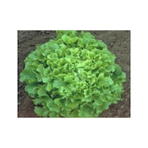 Marul Arapsaçı Tohumu - 10 Gr Sağlıklı Ve Lezzetli