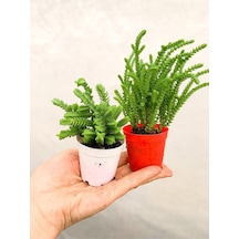 2 Adet Farklı Tür Prenses Çamı Crassula Muscosa