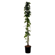 Kırmızı Sarmaşık Gül Fidanı Saksılı Tüplü 60-80cm+yaprak Güzeli