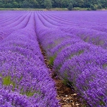 Lavandula Angustifolia Lavanta Çiçeği Tohumu 25000 Tohum N118553