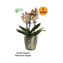 4 Adet Cam Orkide Saksısı - 12 Pot Cam Orkide Saksısı - Cam Saksı Vazo